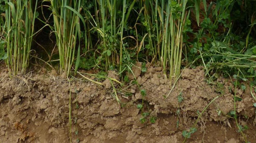 « En céréales, on est capable de capter sept fois plus de carbone qu’on en émet », estime Eric Thirouin. © A. Cassigneul